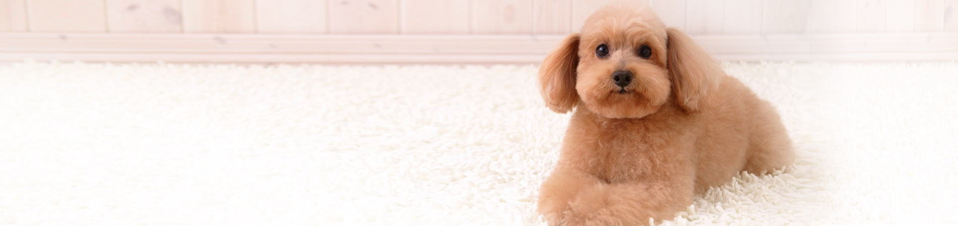 Environmentally friendly carpet cleaning products